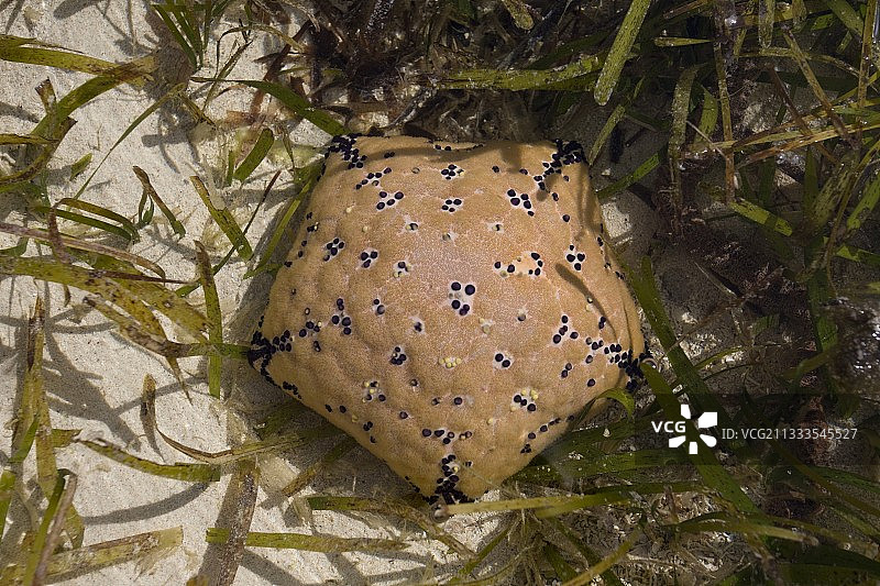 肯尼亚蒙巴萨退潮时在浅水池中发现的垫状海星背面图图片素材