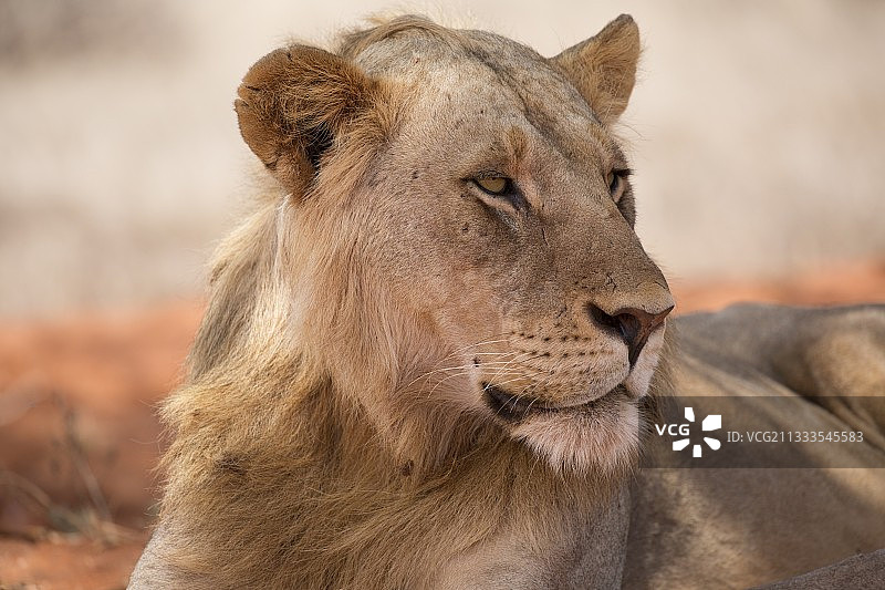 肯尼亚察沃国家公园的年轻雄狮图片素材