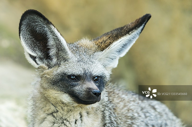大耳狐肖像图片素材