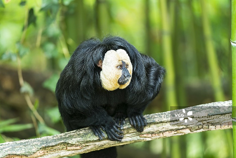 树枝上的白面僧面猴图片素材