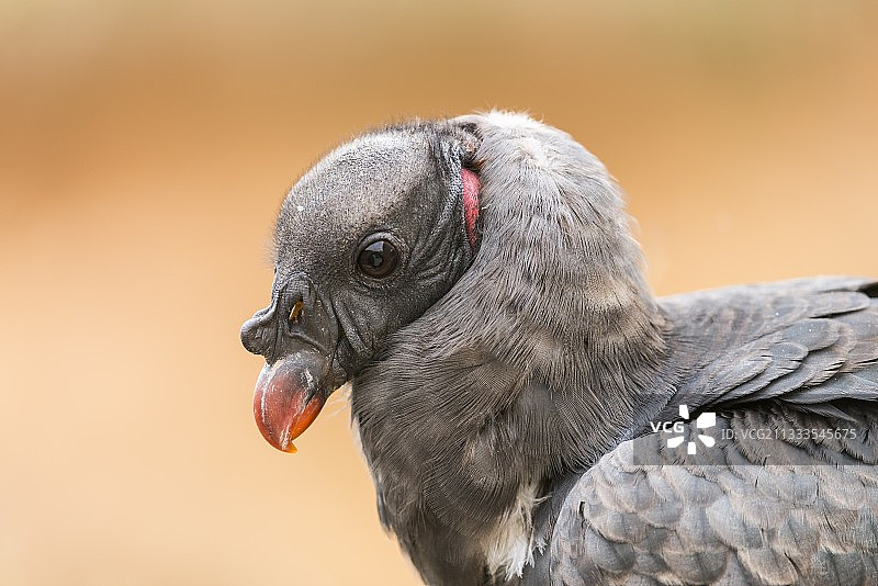 国王秃鹫画像图片素材