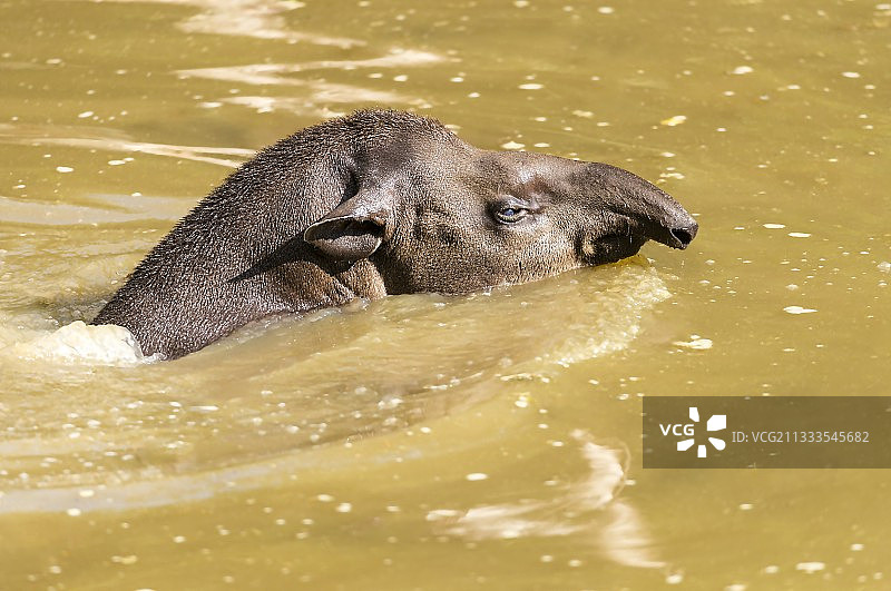 水中巴西貘肖像图片素材