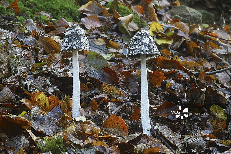 落叶中的鹊墨菇图片素材