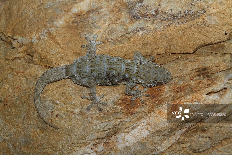 岩石上的鳄鱼壁虎图片素材