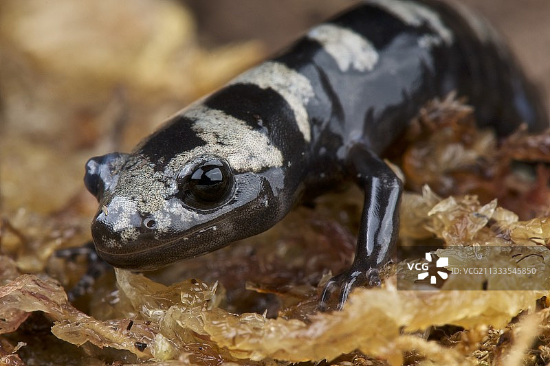大理石蝾螈肖像图片素材