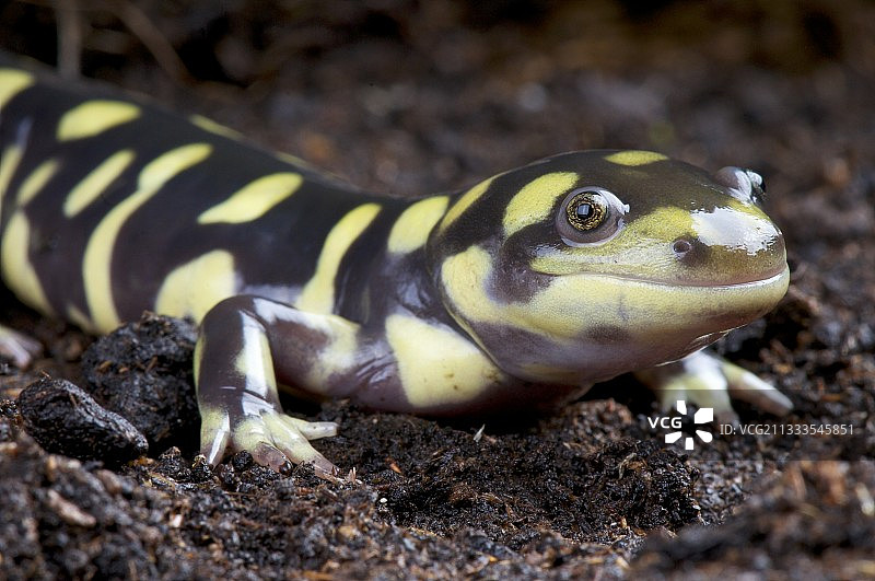 虎纹钝口螈图片素材