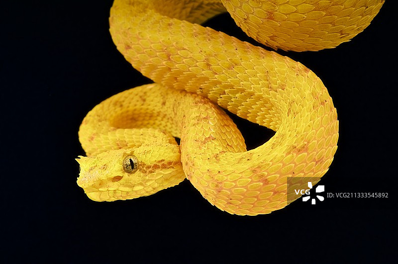 黑色背景上的棕榈蝮蛇肖像图片素材