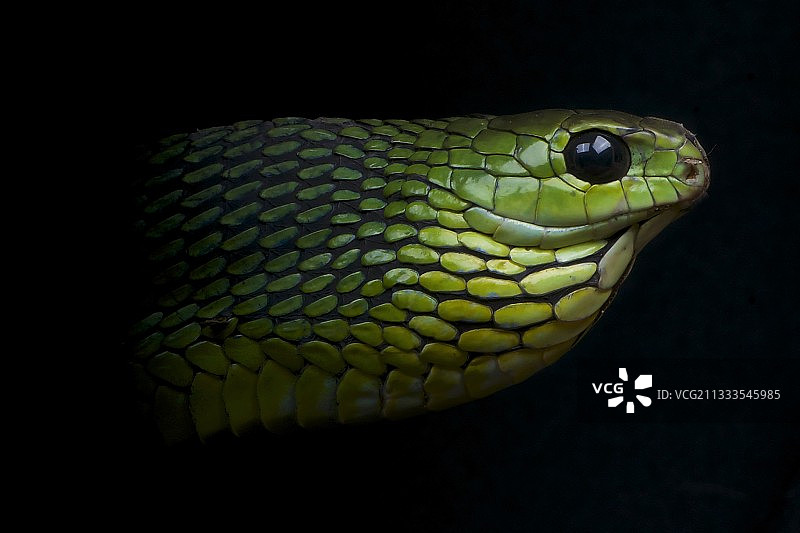 非洲树蛇雄性在黑色背景下的肖像图片素材