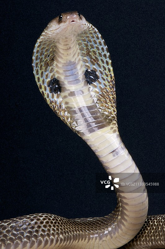 黑背景下的眼镜蛇肖像图片素材