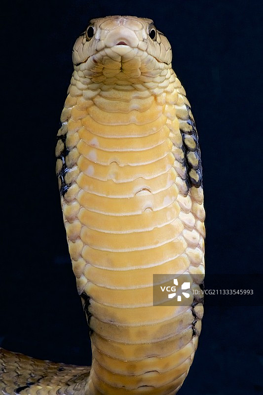 眼镜王蛇肖像（Ophiophagus hannah），黑色背景图片素材