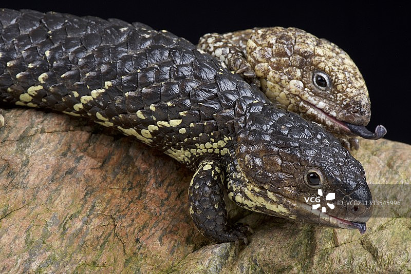 瘤尾石龙子图片素材