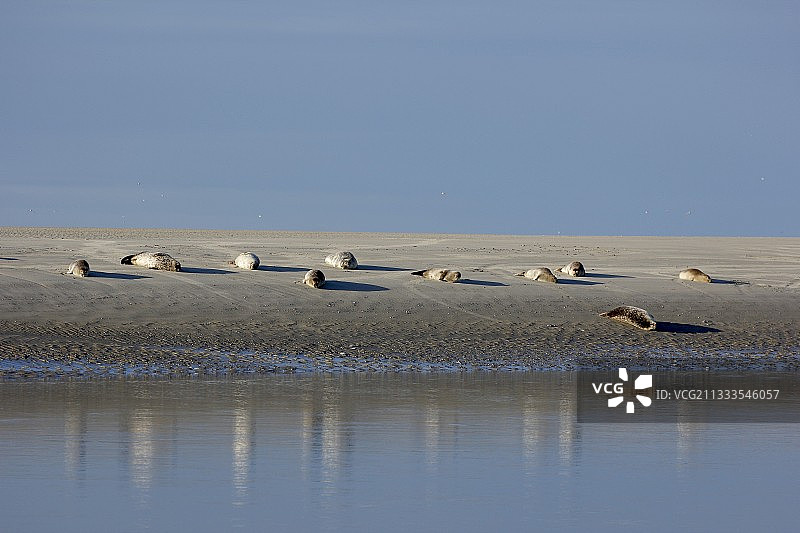 在法国上法兰西大区贝尔克瑟梅尔Authie湾沙洲上的普通海豹 (Phoca vitulina) 和灰海豹 (Halichoerus grypus)图片素材