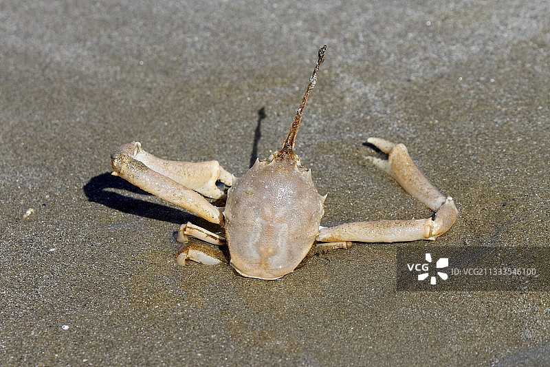 在布列塔尼海滩上埋藏的飞蟹图片素材