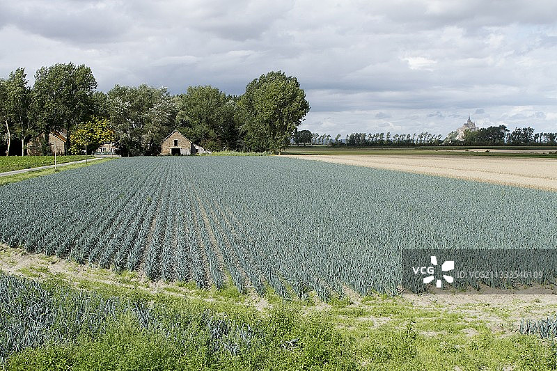 诺曼底背景下的韭葱田与圣米歇尔山图片素材