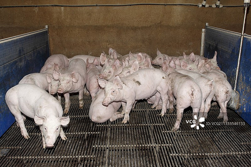 法国布列塔尼圣托南的种猪养殖场里的小猪图片素材