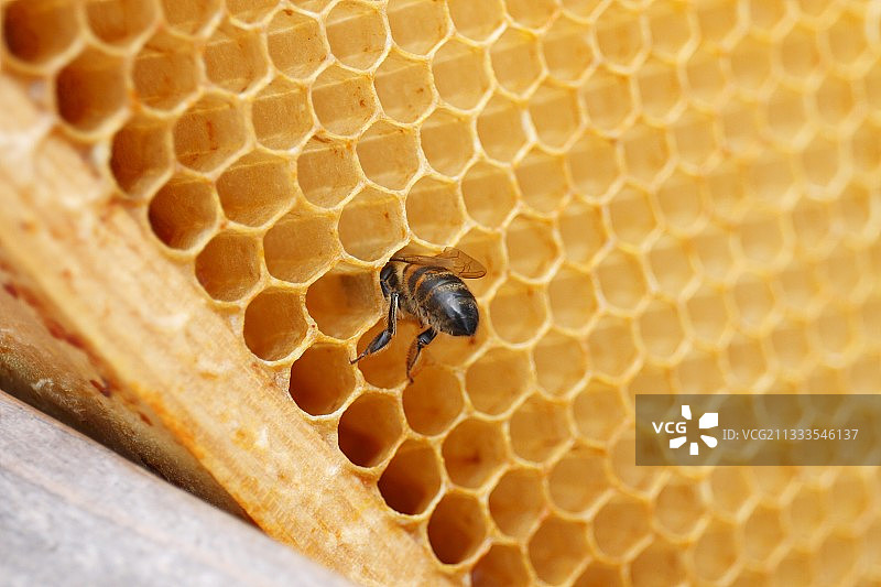 法国诺曼底蜜蜂（Apis mellifera）蜂巢特写图片素材