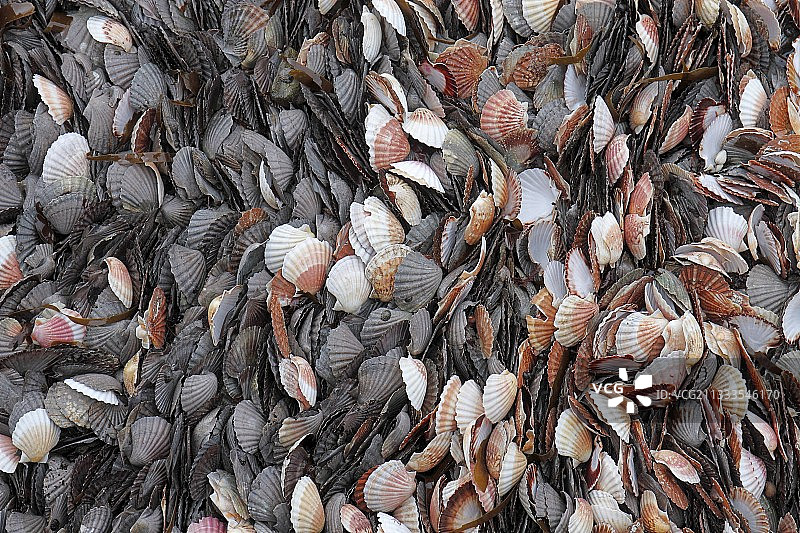 法国布列塔尼洛克梅奥港口的大扇贝图片素材