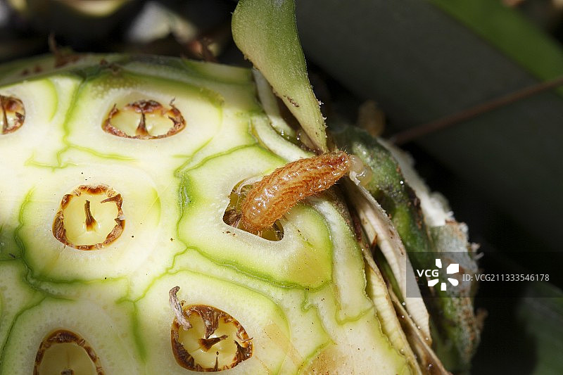 在菠萝中菠萝蛀虫（Thecla basilides）的寄生毛虫，哥斯达黎加图片素材