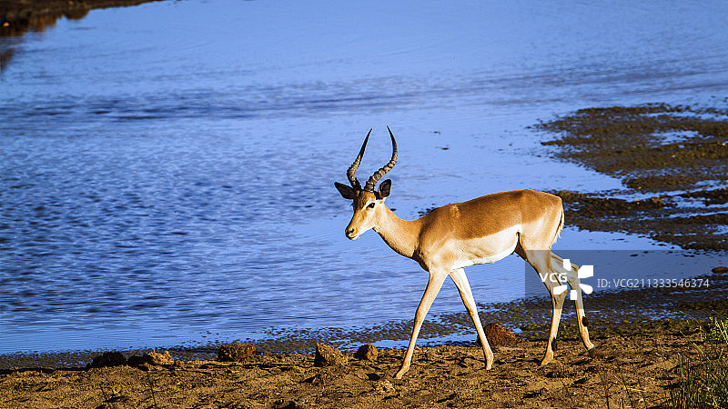 南非克鲁格国家公园，行走在堤岸上的雄性黑斑羚图片素材
