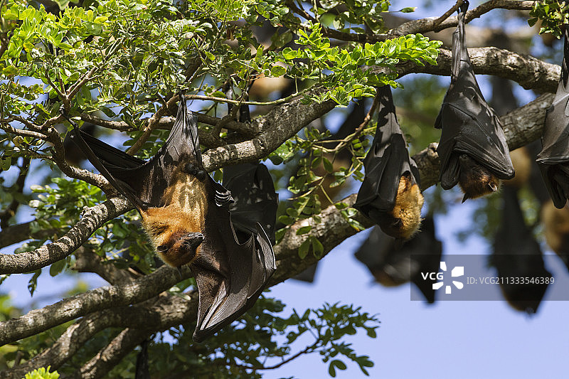 斯里兰卡亚拉国家公园的印度飞狐群（Pteropus giganteus）图片素材