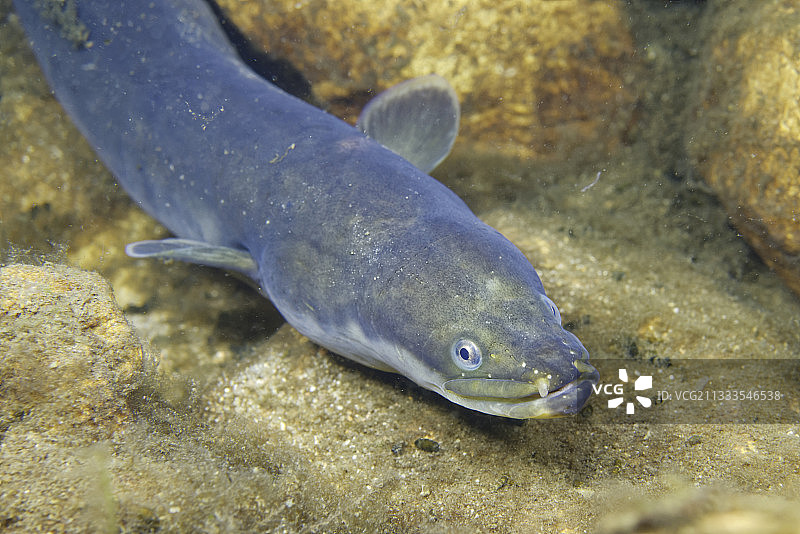 欧洲鳗鲡：法国卢瓦尔河畔夜景图片素材