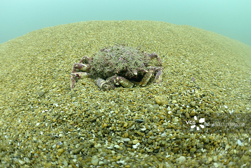 法国大西洋奥莱龙岛附近蜘蛛蟹图片素材
