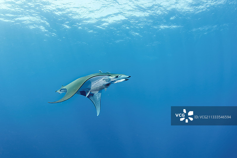智利蝠鲼（Mobula tarapacana），近亚速尔群岛的艾丽斯公主海台，葡萄牙图片素材