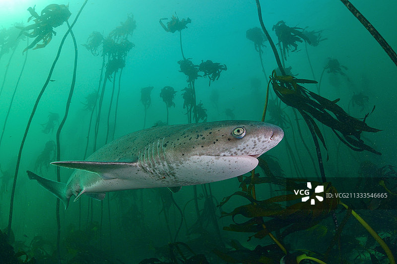钝吻七鳃鲨，西蒙镇，大西洋，南非图片素材