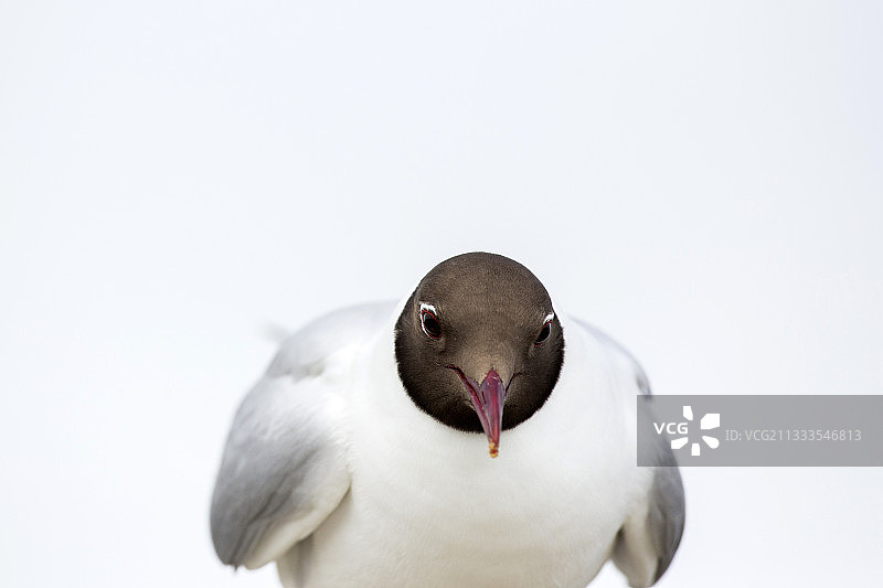 黑头海鸥画像，英国海边小屋图片素材