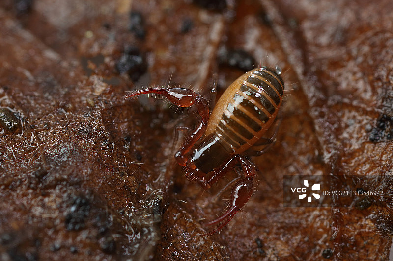 落叶下的伪蝎，法国阿尔萨斯图片素材