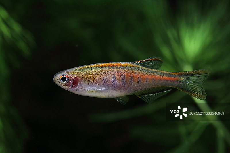 乔布拉鲌图片素材