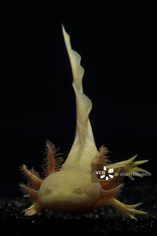 黑色背景上的金色白化墨西哥钝口螈（Ambystoma mexicanum）图片素材