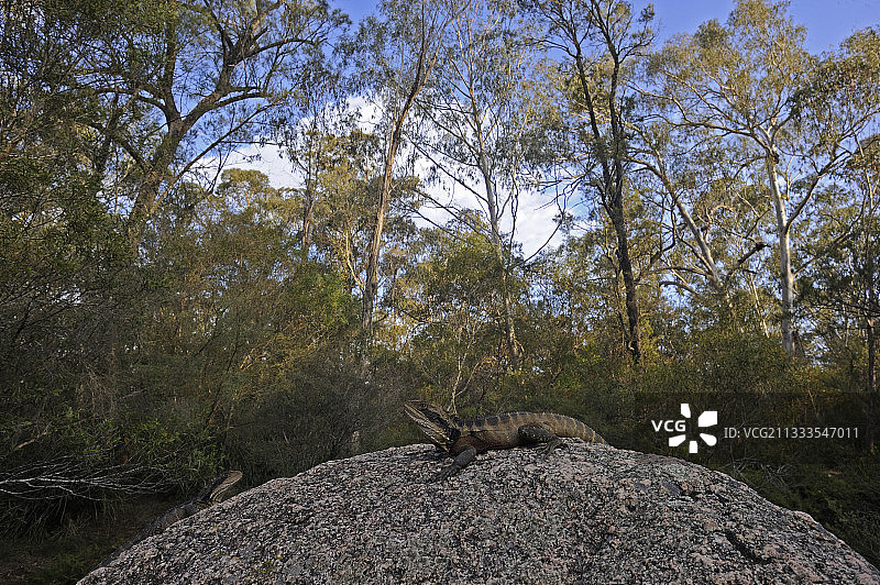 澳洲蓝山东方水龙图片素材