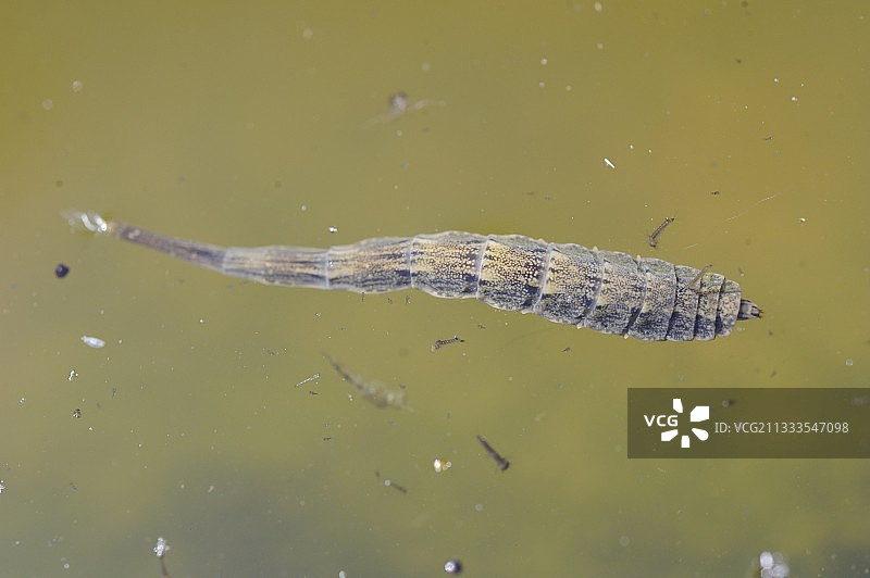 马蝇幼虫图片素材