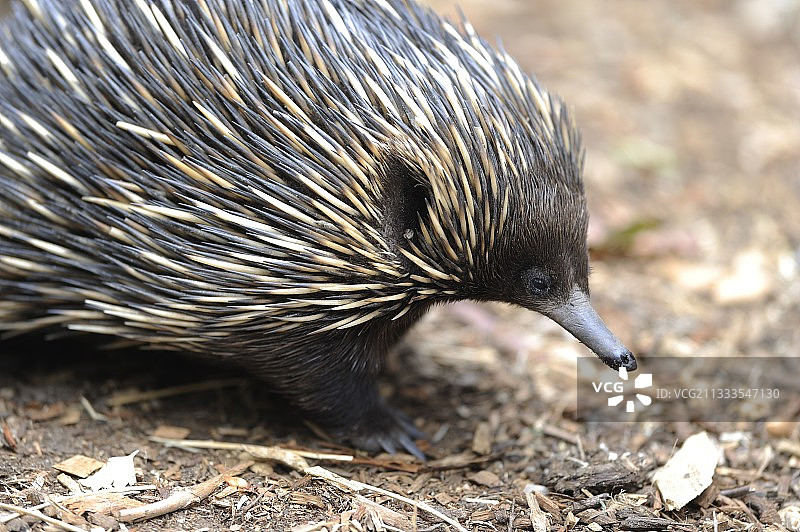 澳大利亚短吻针鼹图片素材