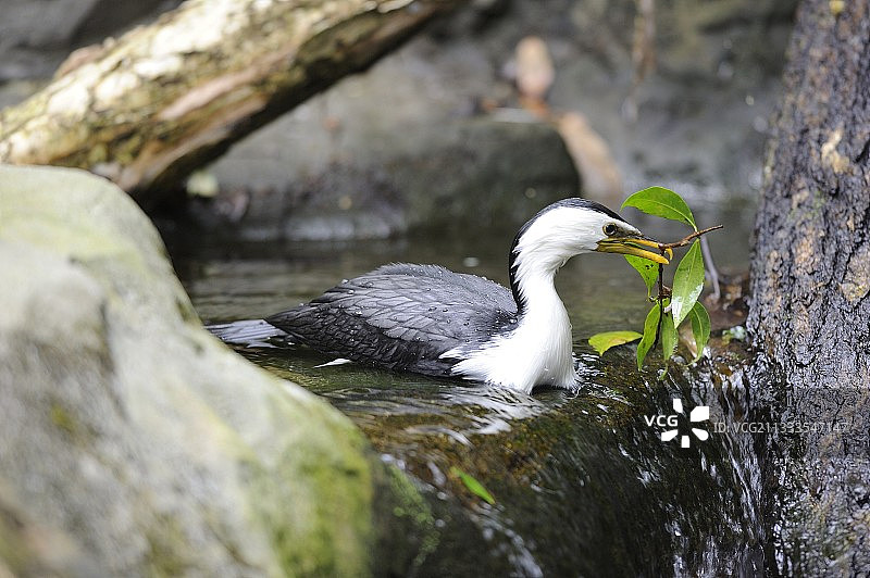澳大利亚水面上嘴里叼着树枝的杂色鸬鹚图片素材