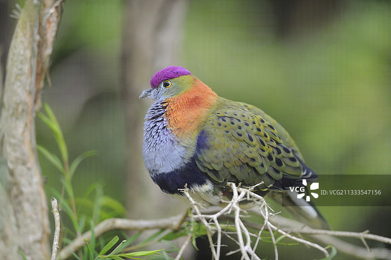 澳大利亚雄性丽辉果鸠图片素材