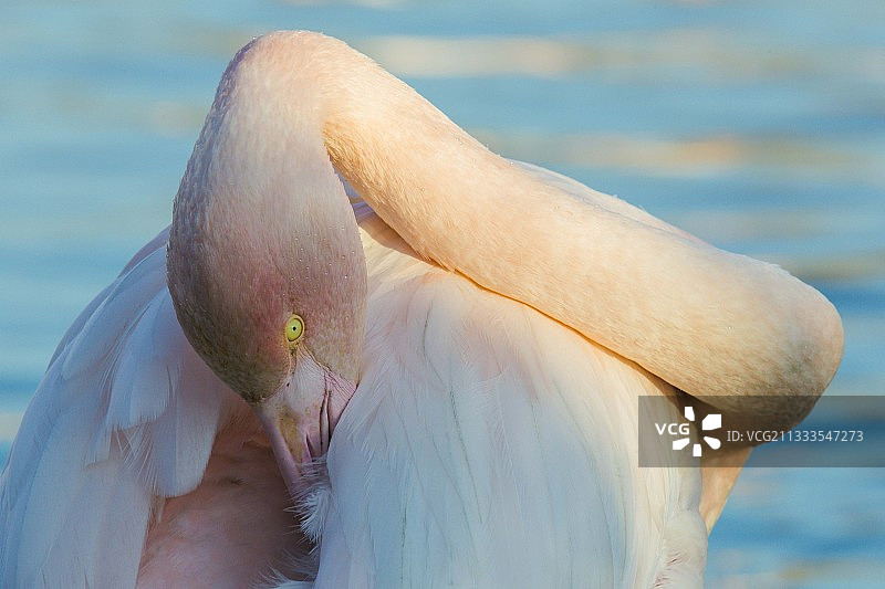 大红鹳（桃红火烈鸟）梳理羽毛，法国卡马格图片素材