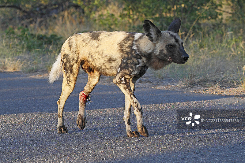 南非克鲁格国家公园的非洲野狗图片素材