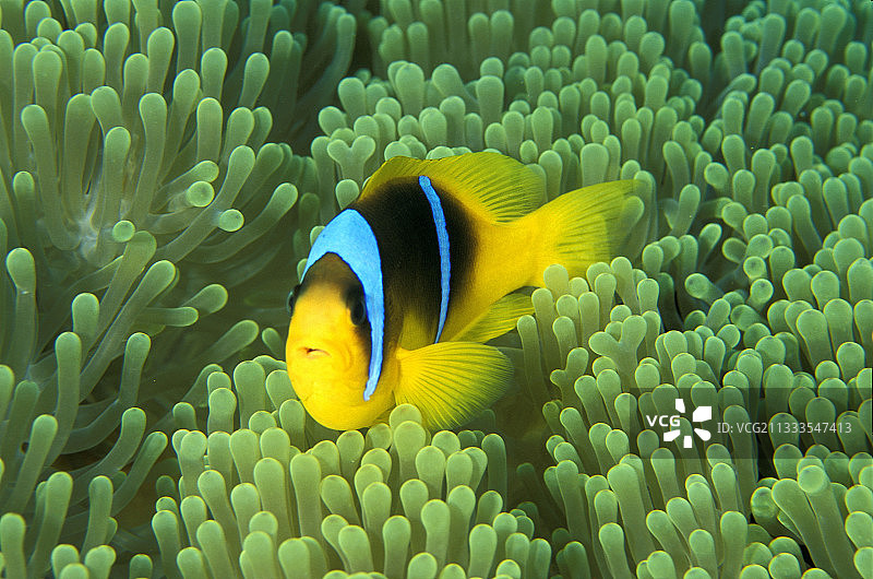 双带刺盖鱼（双带 Amphiprion）在海葵中，红海，埃及沙姆沙伊赫图片素材