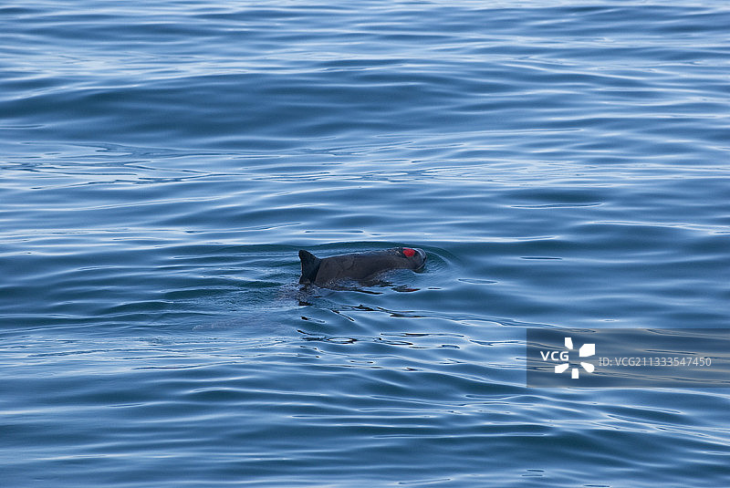 小抹香鲸。可见伤口。加利福尼亚湾。图片素材