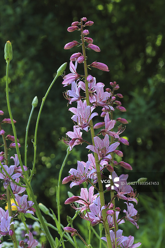 白鲜花，法国阿尔萨斯米卢斯图片素材