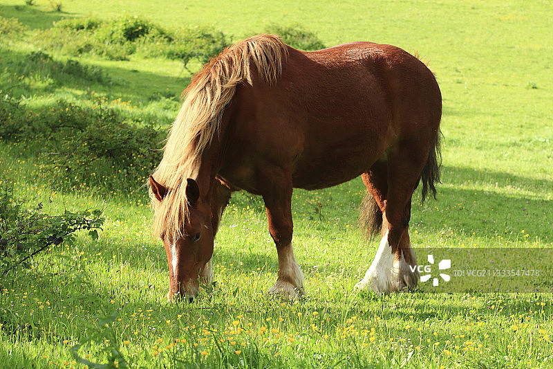 法国布列塔尼普洛默尔草地上吃草的布列塔尼挽马图片素材