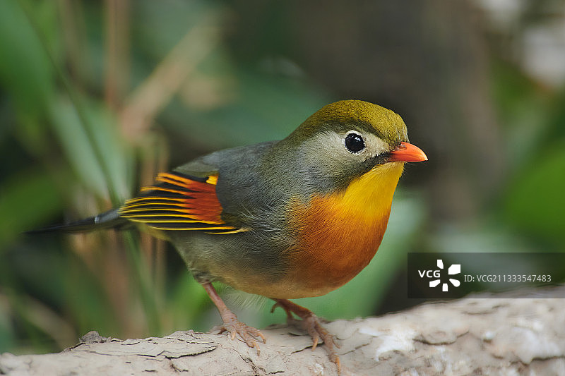 红嘴相思鸟图片素材