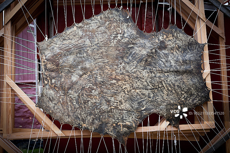 格陵兰努克：阳光下晾晒的海豹皮图片素材