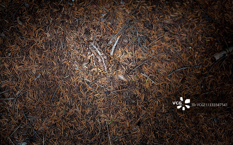 森林中的美洲蟾蜍图片素材