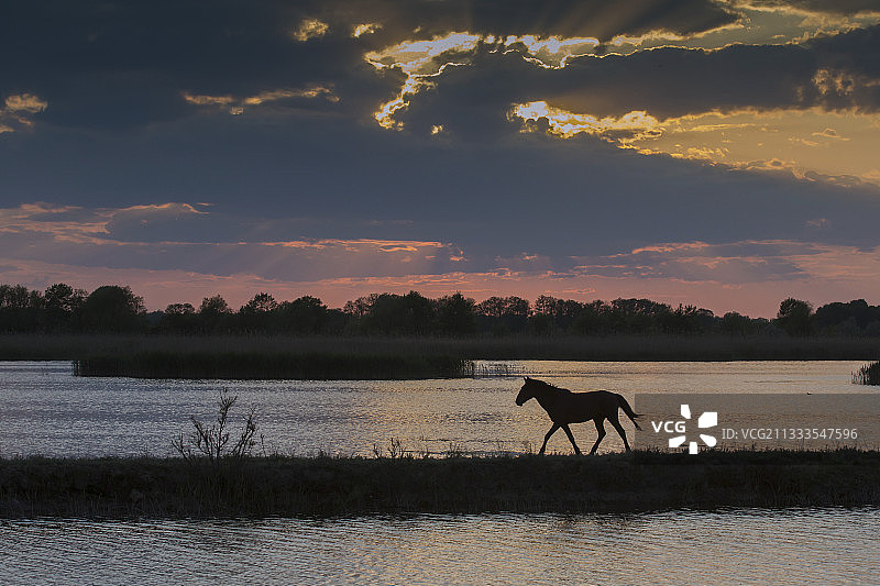 罗马尼亚多瑙河三角洲春季黄昏的自由马景观图片素材