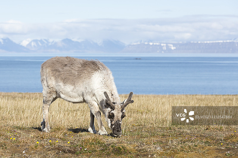 斯瓦尔巴驯鹿在苔原上吃草图片素材