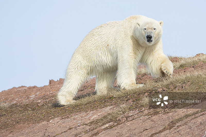 斯瓦尔巴群岛利夫德峡湾的雄性北极熊图片素材
