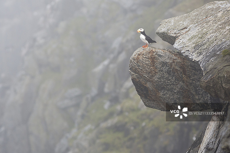 俄罗斯楚科奇科留钦岛岩石上的角海雀图片素材
